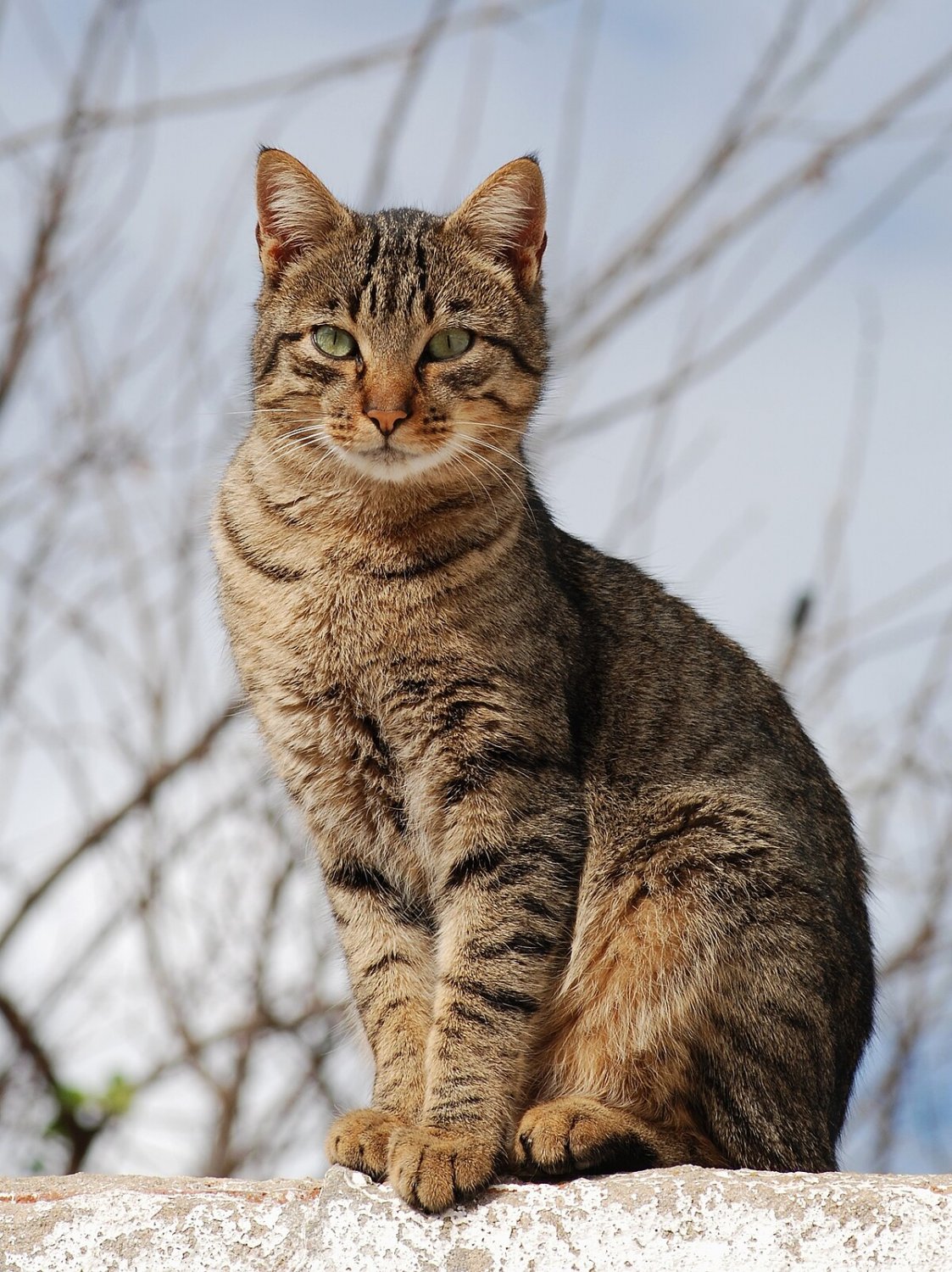 cat #RHxpmEVI
